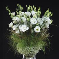 Arena 3 Mont Blanc Lisianthus