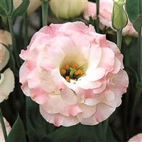 Arena 3 Pink Flash Lisianthus