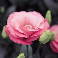 Arena 4 Rose Lisianthus