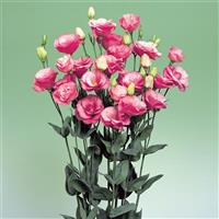 Arena 4 Rose Lisianthus
