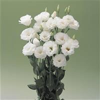 Arena 4 White Lisianthus