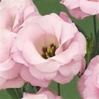 Arena 1 Light Pink Lisianthus