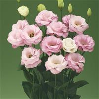 Arena 1 Light Pink Lisianthus