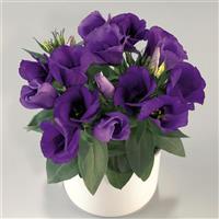 Carmen Blue Lisianthus