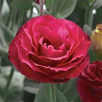 Croma 3 Red Lisianthus