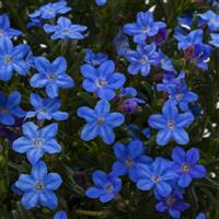 Lithodora Tidepool Light Blue