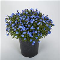 Lithodora Tidepool Light Blue
