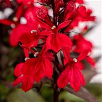 Lobelia species Fan Scarlet Compact