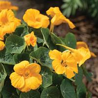 Baby Gold Nasturtium