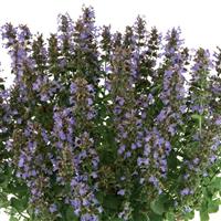 Nepeta Serene Lilac