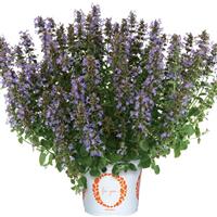 Nepeta Serene Lilac