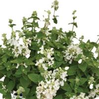 Nepeta Serene Frost