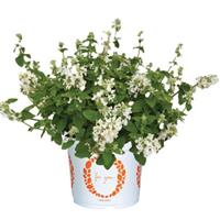 Nepeta Serene Frost