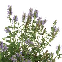 Nepeta Tranquil Purple