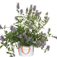 Nepeta Tranquil Purple