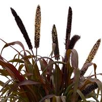 Inky Ornamental Millet