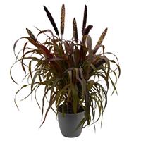 Inky Ornamental Millet