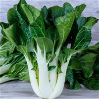 King Choi Pak Choi