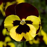 Delta Pro Yellow Red Wing Pansy