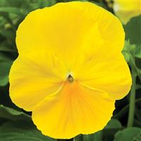 Delta Pro Clear Lemon Pansy