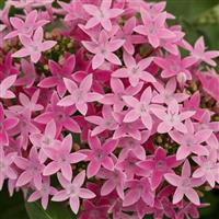 Beehive Lilac Pentas