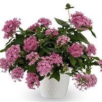 Beehive Lilac Pentas
