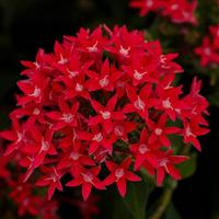 Beehive Lipstick Pentas
