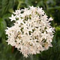Beehive White Pentas