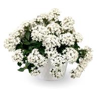 Beehive White Pentas