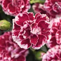 Oscar<sup>®</sup> Ruby Splash Dianthus