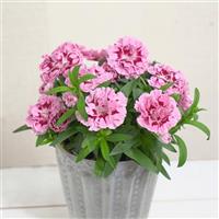 Oscar<sup>®</sup> Purple Star 26 Dianthus