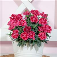 Oscar<sup>®</sup> Violet+Pink 26 Dianthus