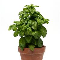 Pesto Party Basil