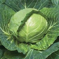 Golden Cross 40 Cabbage