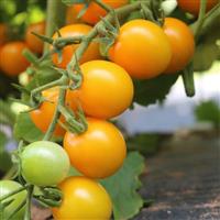 Unicorn Yellow Tomato