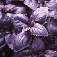Red Rubin Basil