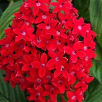 Festival Red Pentas