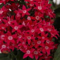Starcluster Cascade Cascade Lipstick Pentas