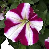 Kuyamba Star Pink Petunia