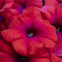 Inferno Metallic Orange Petunia