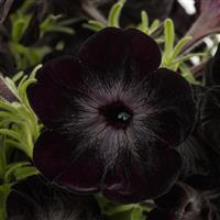 Fun House Black Widow Petunia