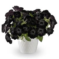 Fun House Black Widow Petunia