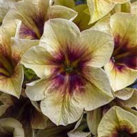 Crazytunia Bananarama Petunia