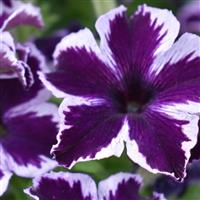 Crazytunia Cosmic Violet Petunia