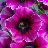 Crazytunia Blackberry Syrup Petunia