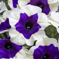 Crazytunia Inkblot Petunia
