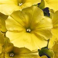 Crazytunia Yello Petunia