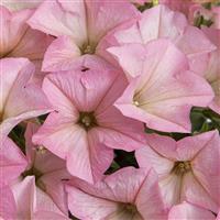 Surfinia Heavenly Cashmere Pink Petunia