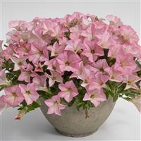 Surfinia Heavenly Cashmere Pink Petunia