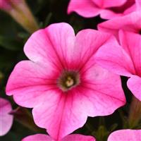 Pink Cloud Petunia